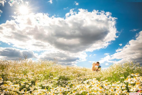 Ромашки поле небо