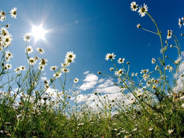 Ромашки на фоне неба