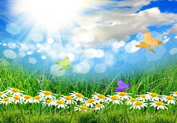 Поляна с ромашками и бабочками