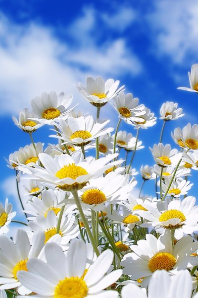 Ромашки и небо