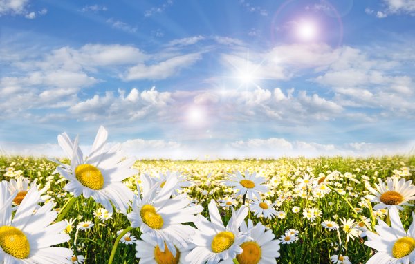 Ромашки небо солнце