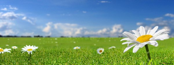Ромашковое поле на фоне неба для баннера
