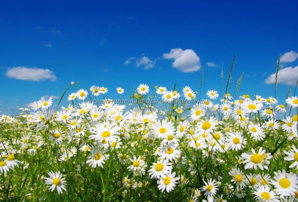 Поле ромашек