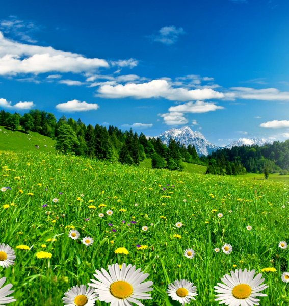 Летний пейзаж