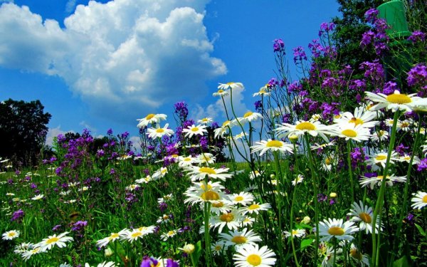 Полевые цветы в деревне