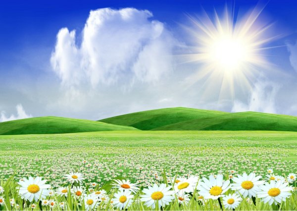 Поле ромашек на прозрачном фоне