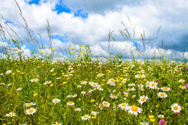 Лужайка с ромашками