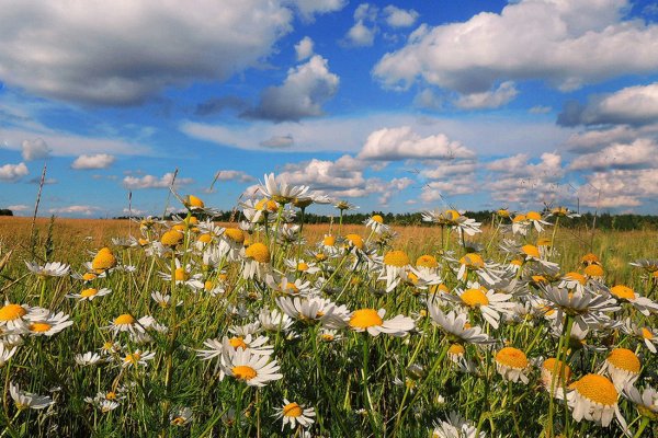 Русское поле