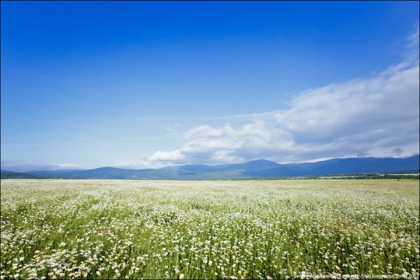 Ромашковое поле в Крыму