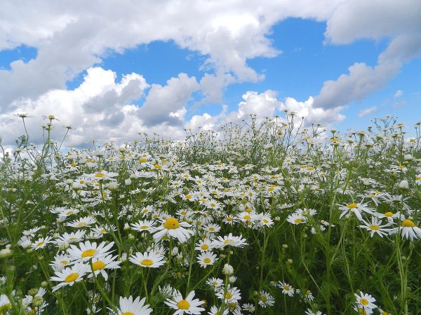 Луг с ромашками