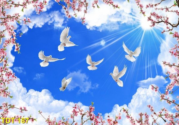 Голуби в небе