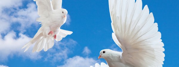 Небо с голубями фон