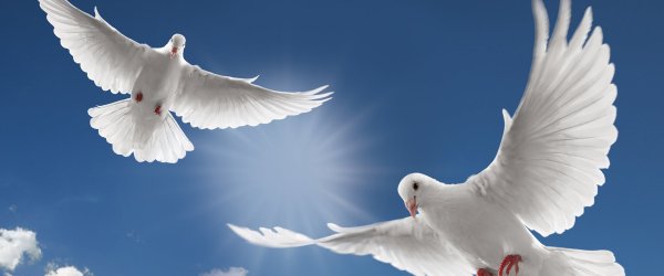 Голубь мира и любовь