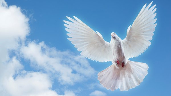 Голуби на закате