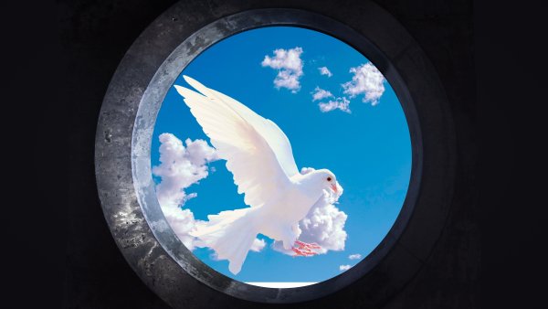 Голуби белые летают