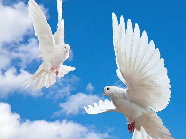 Голуби в небе