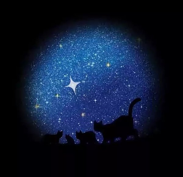 Кот и звезды