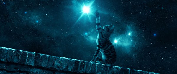 Кот и звездное небо