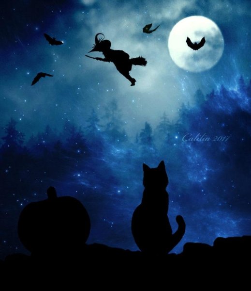 Кошка и звезды