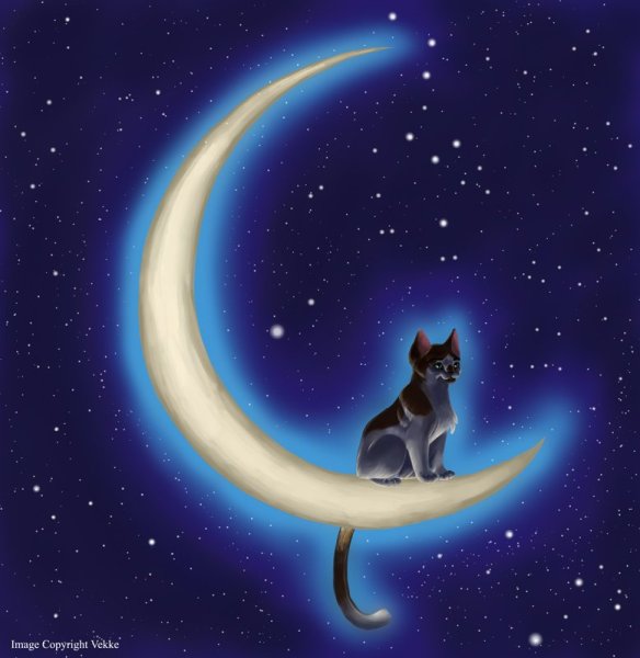 Кот и звезды