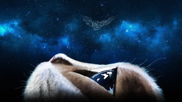 Пламя Звездная коты Воители