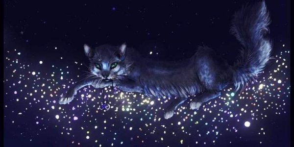 Кот и звезды