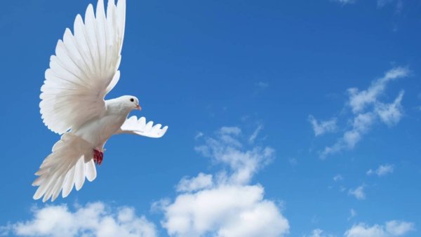 Голубое небо с голубями