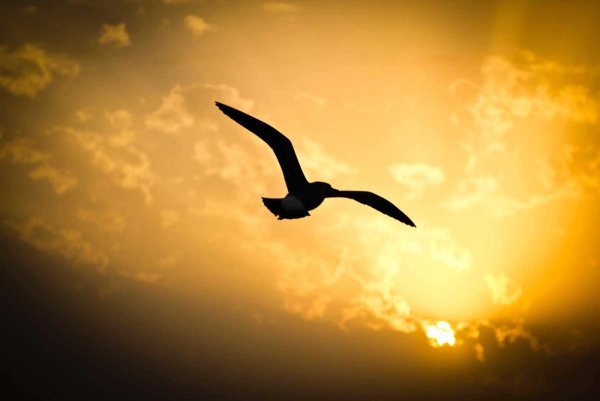 Полет птицы в небе