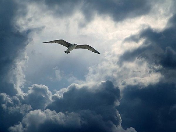 Свобода птица в небе