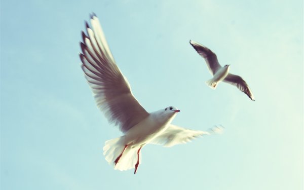 Птица взлетает