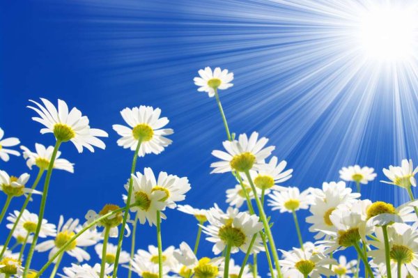 Ромашки поле солнце
