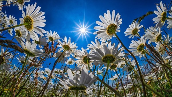 Ромашковое поле