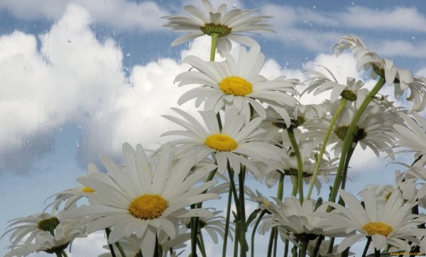 Поле ромашек