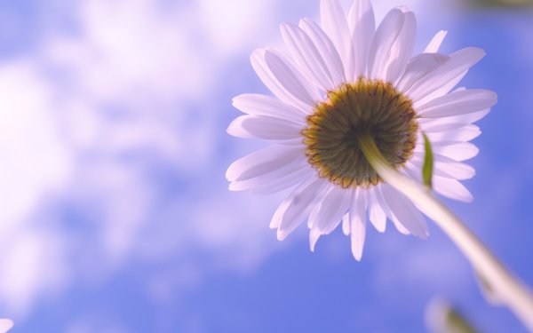 Баннер с ромашками