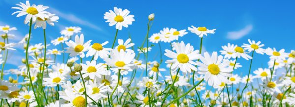 Поле ромашек