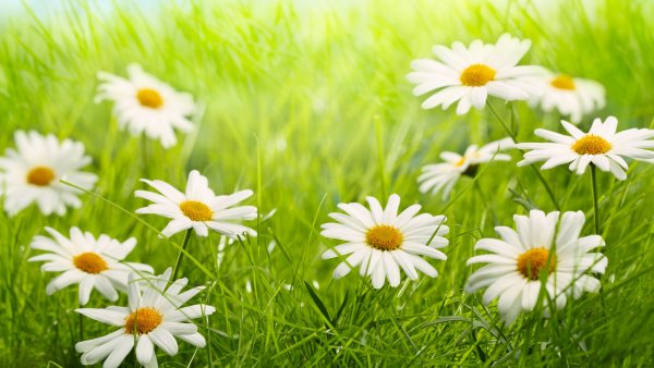 Ромашки обои