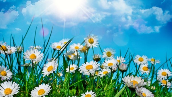 Белые ромашки на голубом фоне