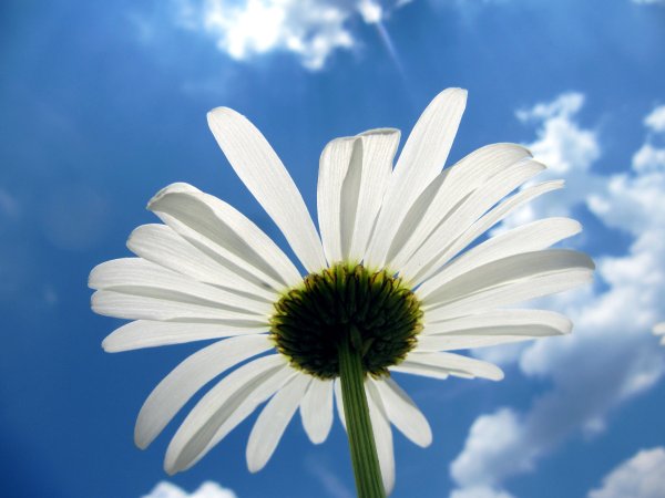 Фотообои поле ромашек