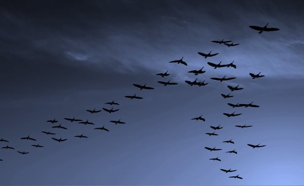 Стая птиц
