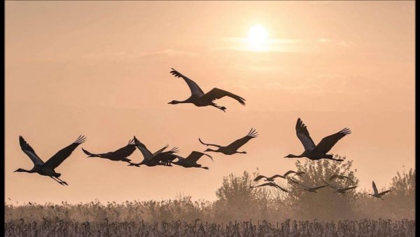 Журавли война