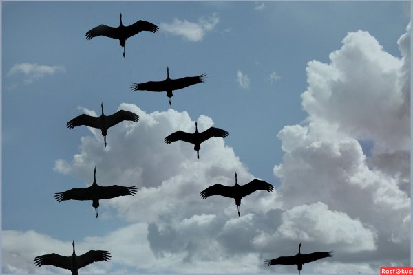 Журавли война