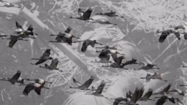 Клип Журавли Марк Бернес