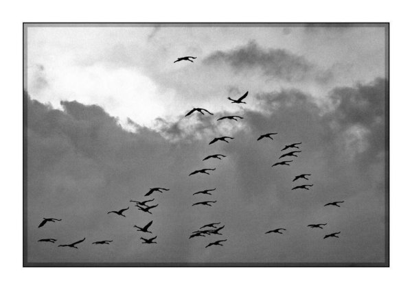 Клин журавлей война