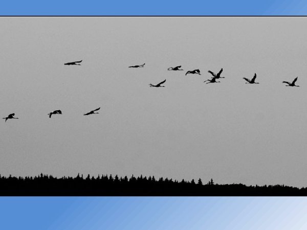 Косяк птиц в небе