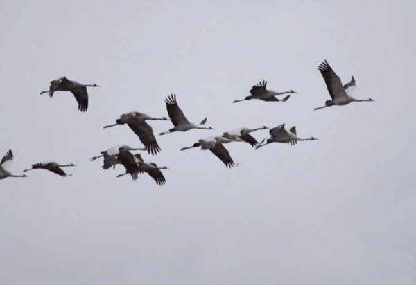 Журавлиная стая