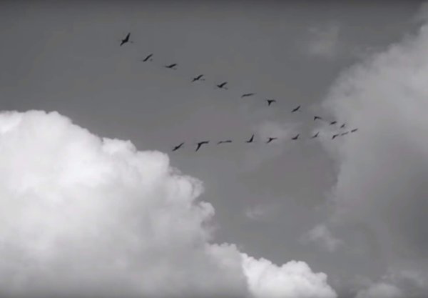 Клин журавлей война