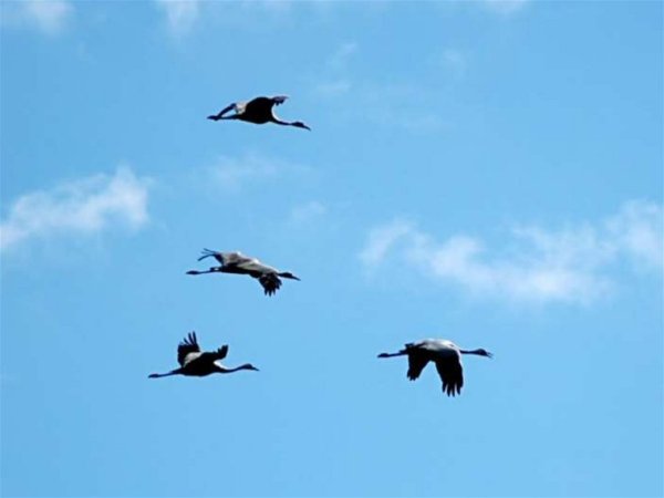 Клин журавлей день Победы