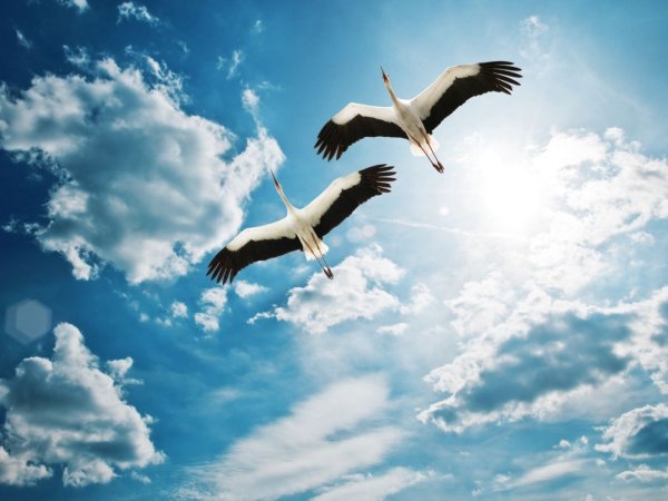 День белых журавлей в честь солдат павших на полях сражений