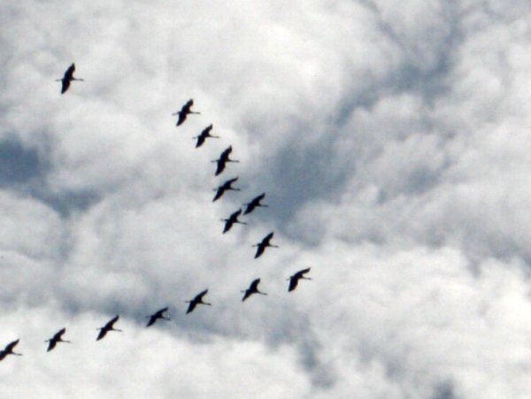 День Победы Журавли