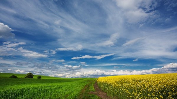 Небо над полем